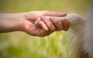 Physiotherapie Hunde, Pferde, Katzen - Praxis für München & Umgebung
