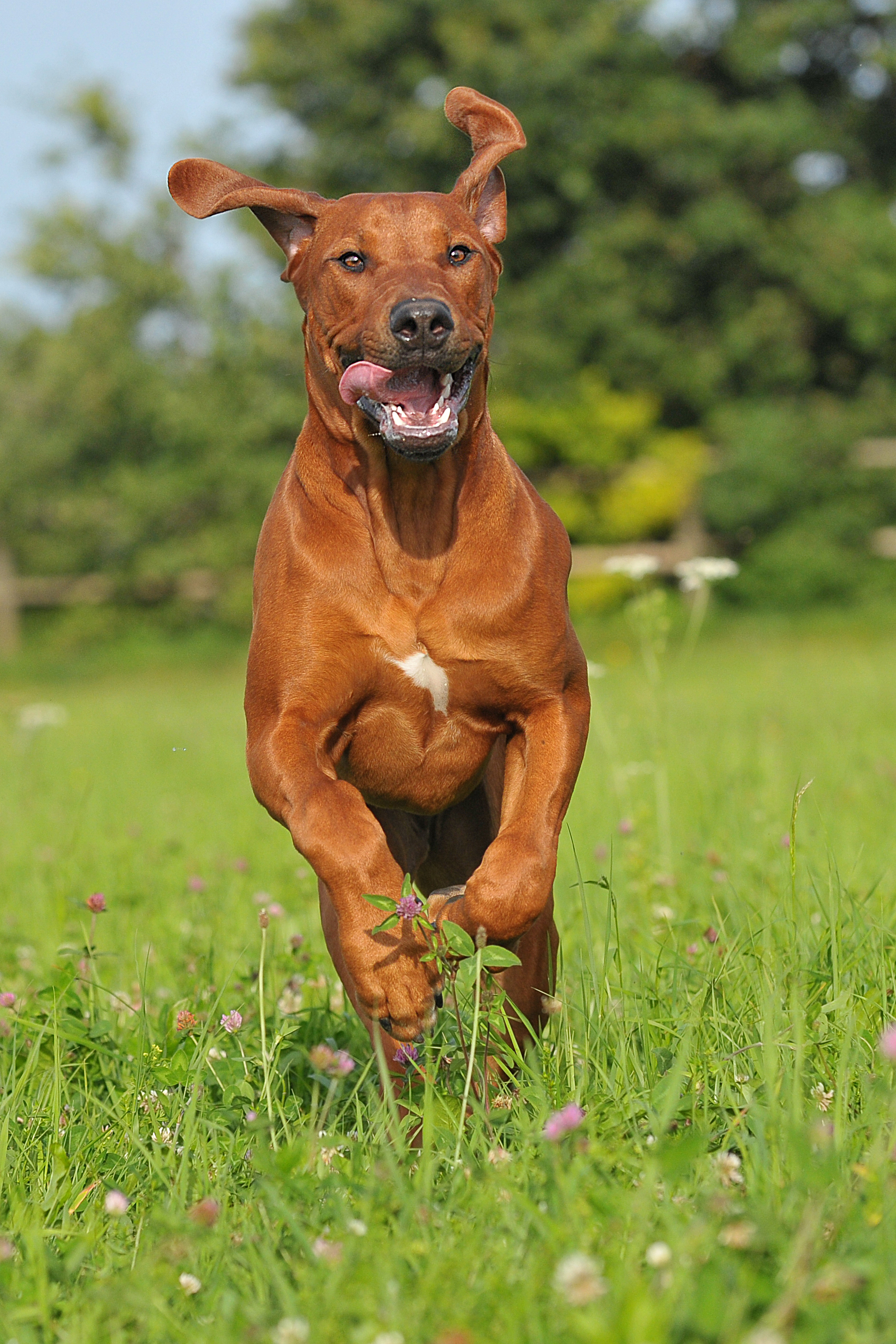 Physiotherapie für Hunde in München und Umgebung
