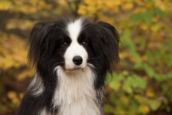 Welche Hundekrankenversichung ist die Beste?
