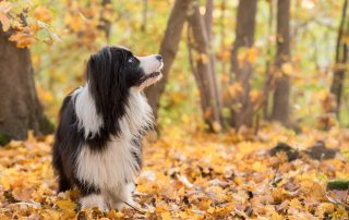 Border Collies haben oft einen hohen "Will to please"