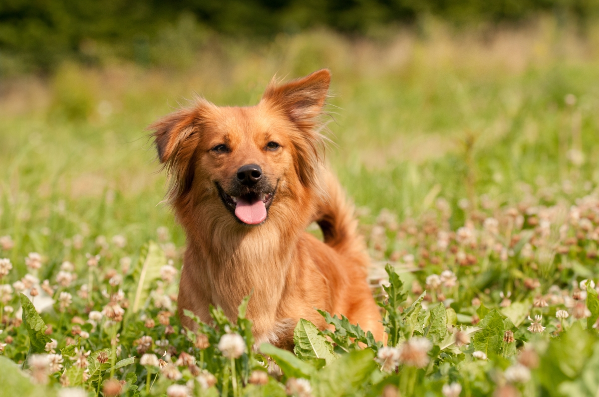 Scent Detection online kurs