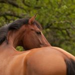 Physiotherapie für Pferde