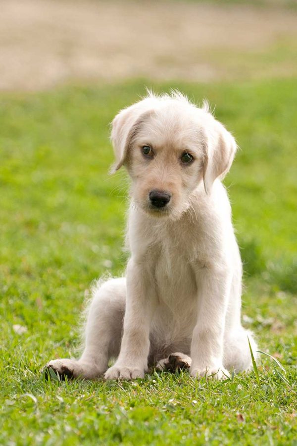 Bewegung bei Welpen im Jahr 2026
