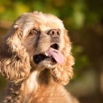 Sommer - Gefahr von Hitzschlag bei Hunden