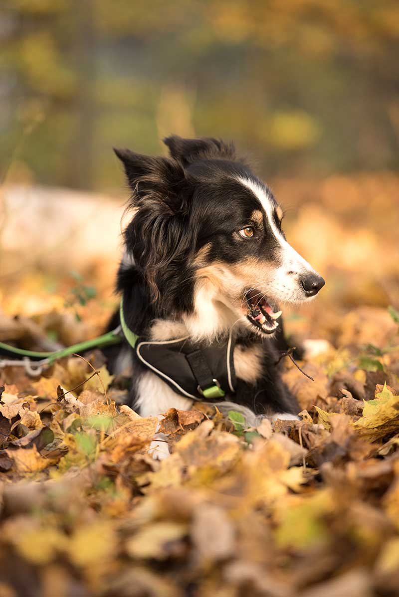 Unruhiger Hund Nervös, unruhig, gestresst, hibbelig - so werden solche Hunde beschrieben
