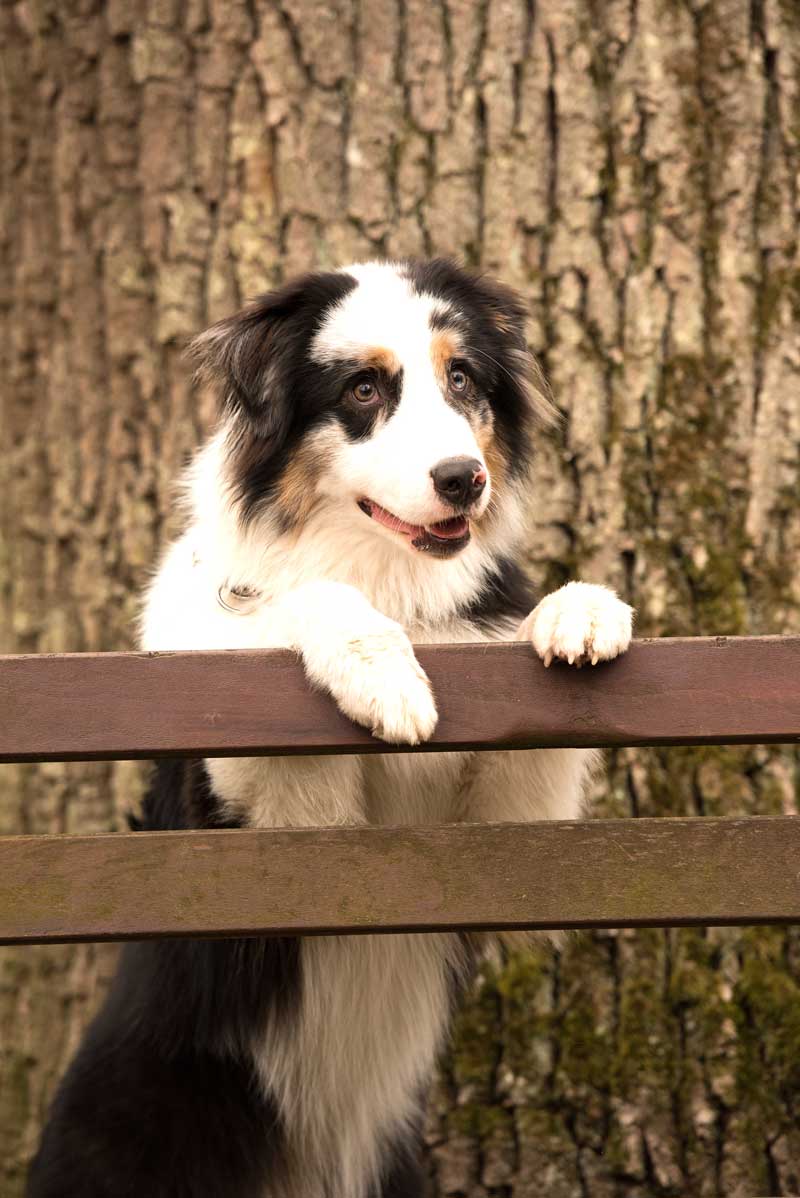Ernährungsberatung für Hunde