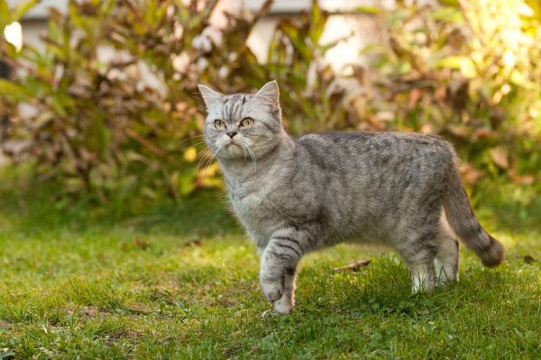 Auch Katzen können in der Praxis behandelt werden.