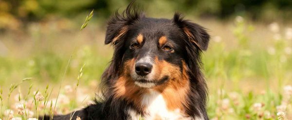 Ältere Hunde leiden oft an Arthrose. Die Spritze Librela kann eine Hilfe sein.