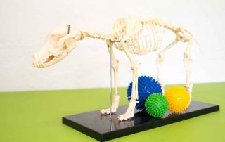 Der Skelettaufbau eines Hundes