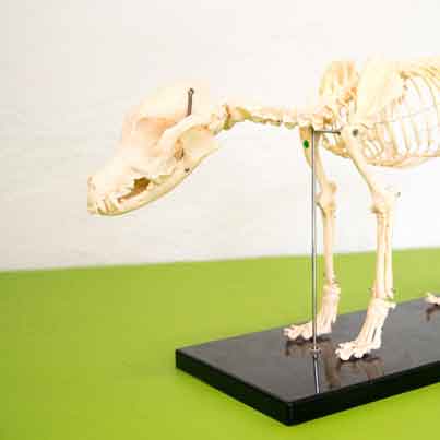 3. Leistungen: Dorntherapie