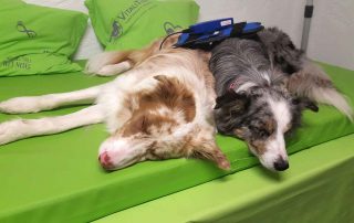 Magentfeldtherapie zur Schmerzlinderung für Zuhause