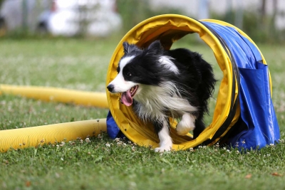 Gesund und fit im Hundesport bis ins hohe Alter