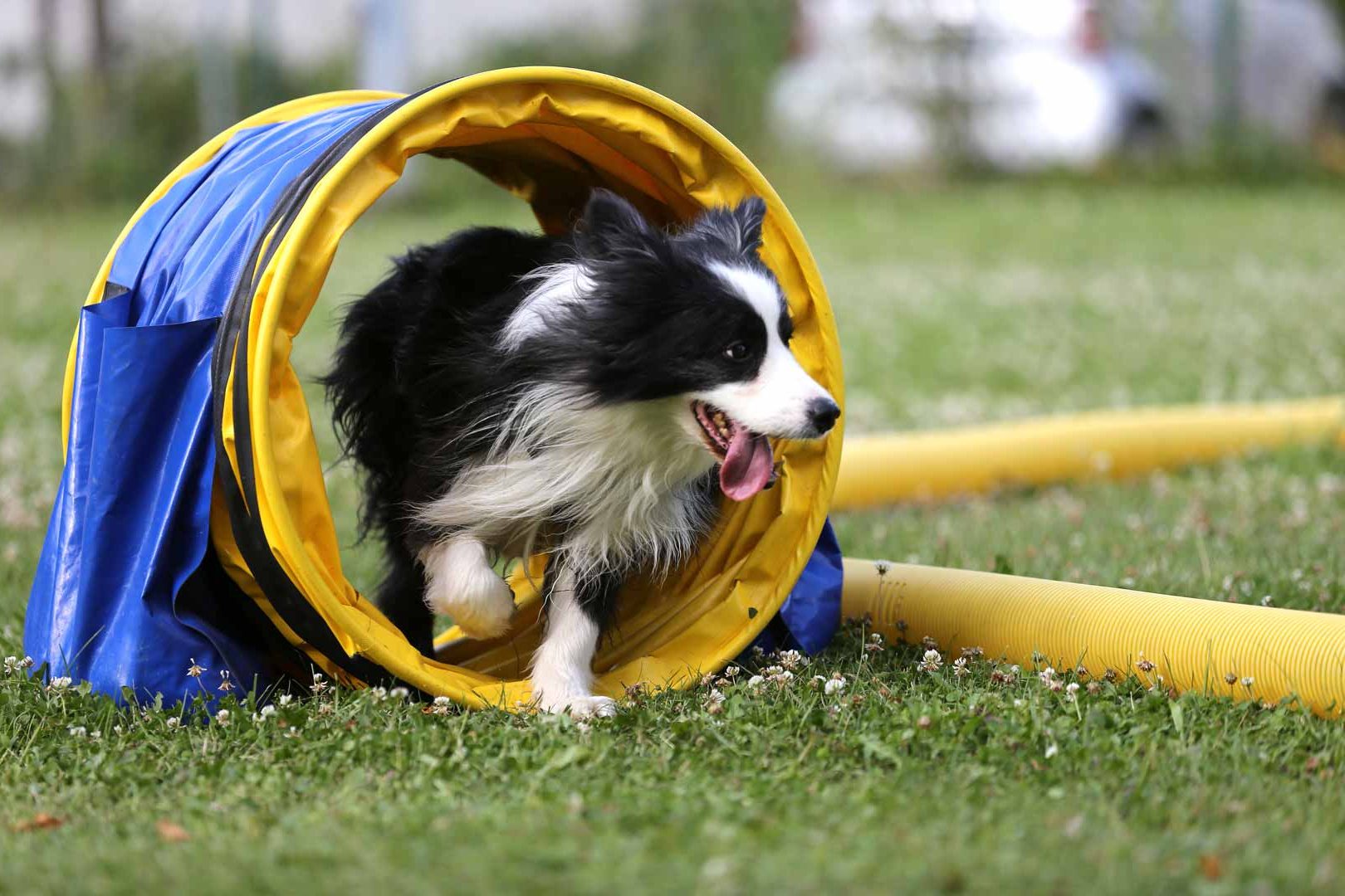 Alte und kranke Hunde Beschäftigungsideen