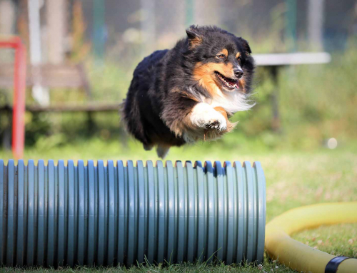 Physiotherapie für Sporthunde