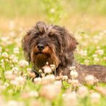 Stress beim Hund in Zusammenhang mit Schmerzen bedarf einer passenden Therapie