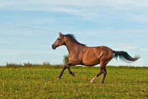 Pferd rennt über Wiese
