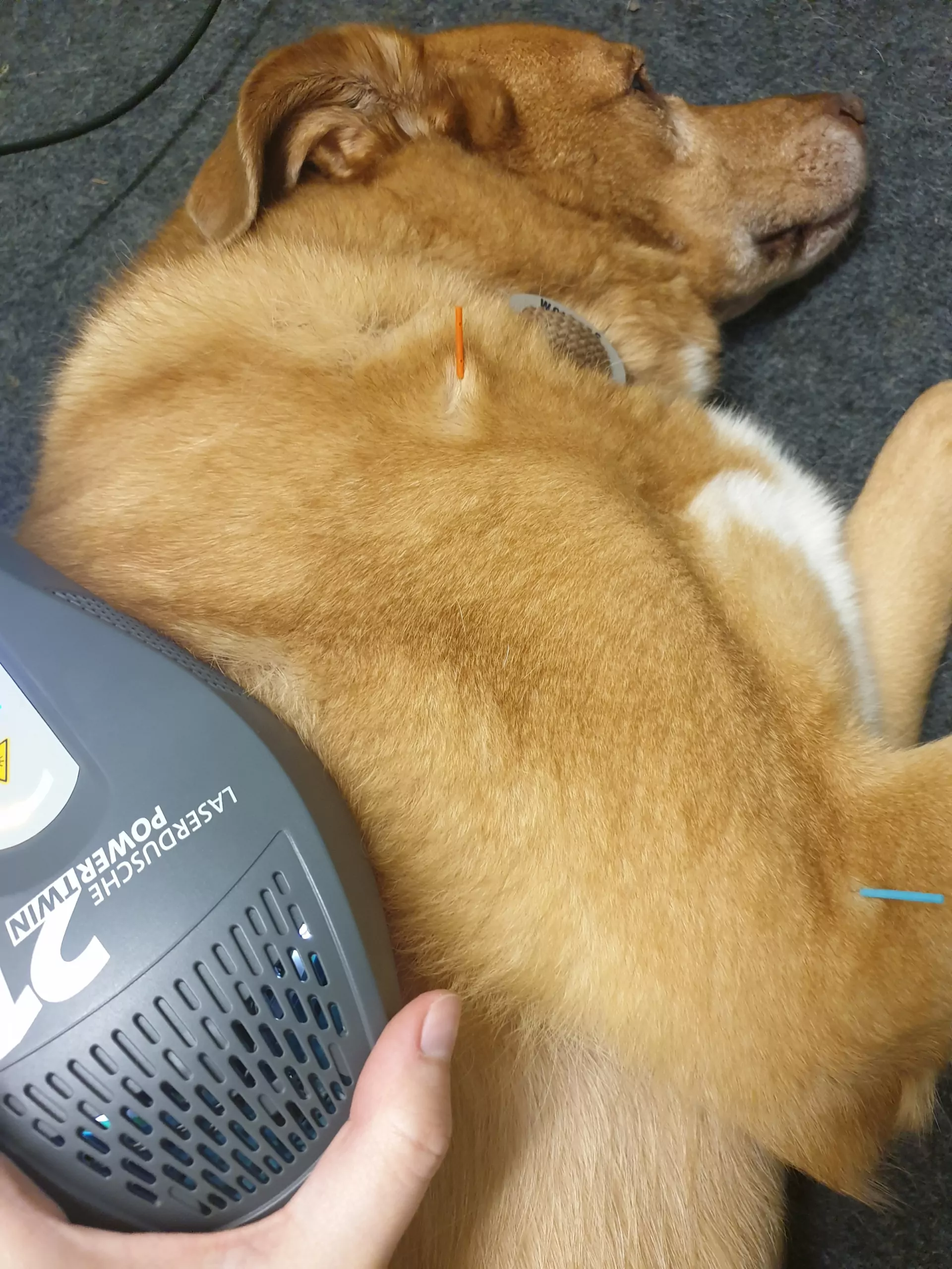 Lasertherapie Die Praxis VitaliTier – Tiertherapie Schurig steht für Hundephysiotherapie, Hundeosteopathie, Hundesporttherapie sowie Pferdephysiotherapie und -osteopathie mit Engagemant, Leidenschaft und Kompetenz.
