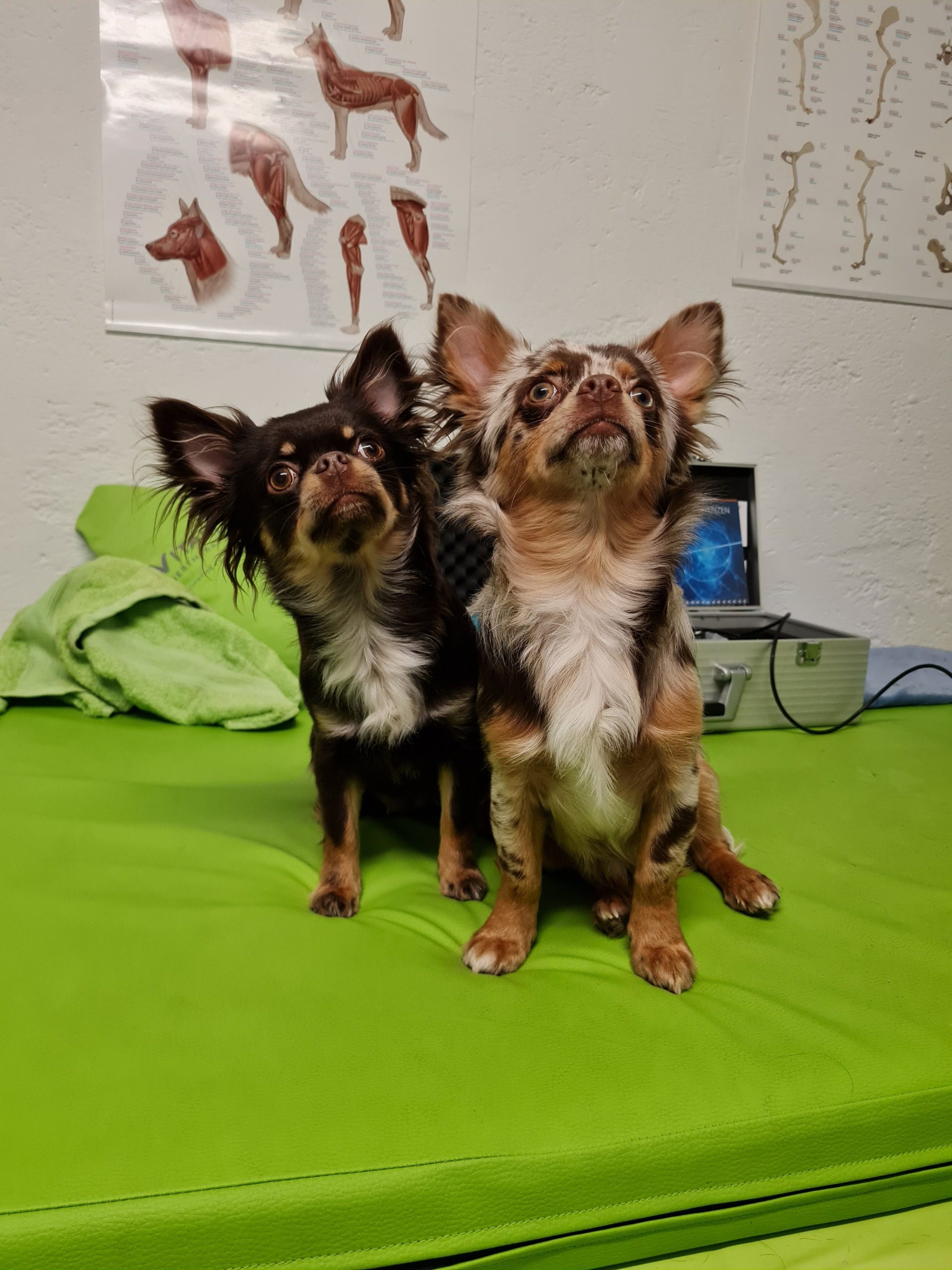 Osteopathie beim Hund