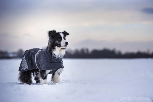 Ob Wintermantel oder Regenmantel für Hunde - beides macht oft Sinn.