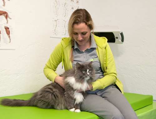 Katzen in der Physiotherapie-Praxis