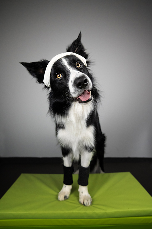 Hundefitnesstraining für Hunde mit HD