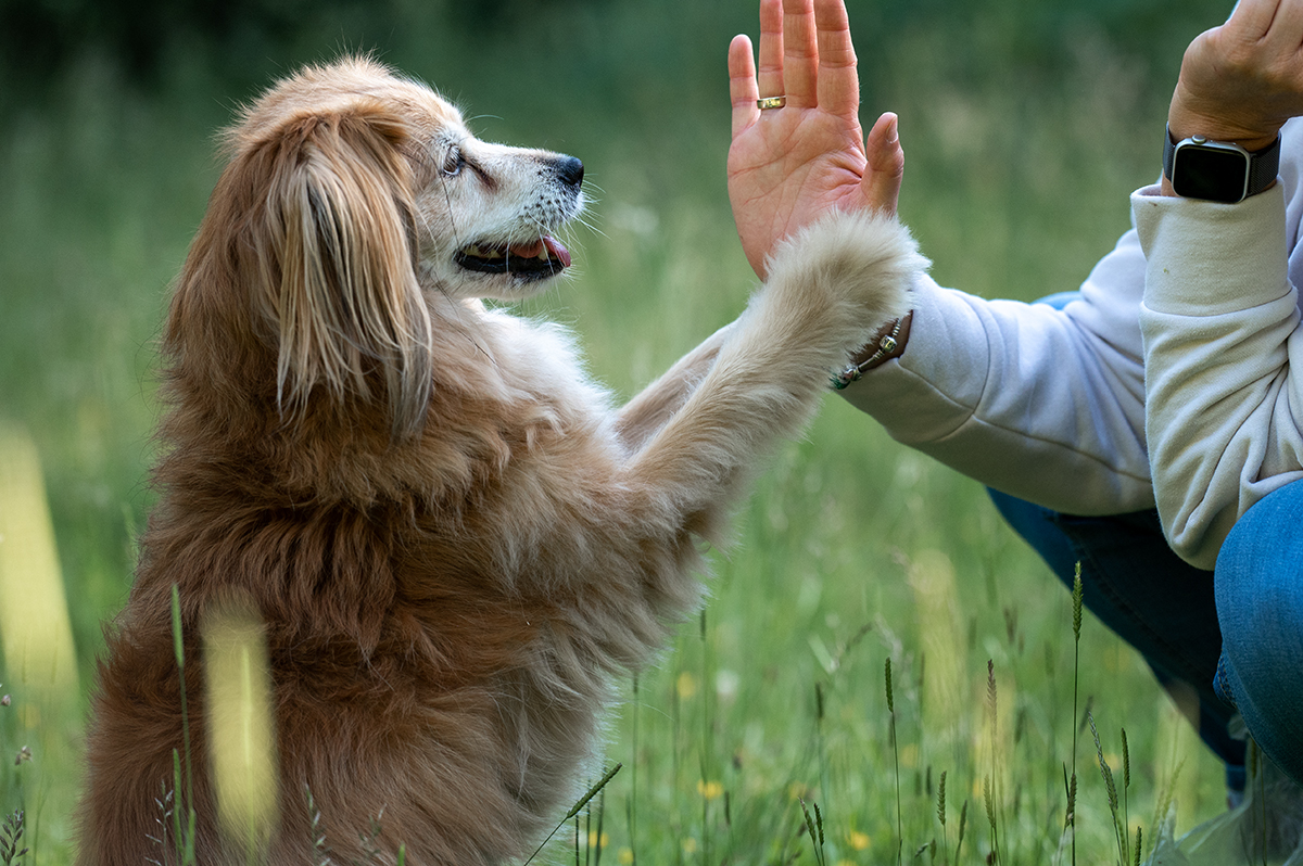 Senioren-Pflege: Alte Pfoten neu erweckt