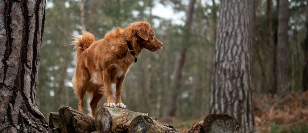 Bei kälte wird die Arthrose deines Hundes meistens schlimmer