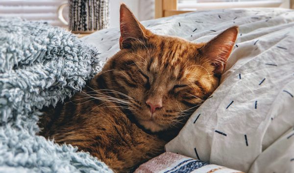 Arthrose bei Katzen kann oft auch gut mittels Physiotherapie behandelt werden