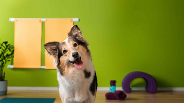 Fit und Gesund: Professionelles Fitnesstraining für deinen Hund