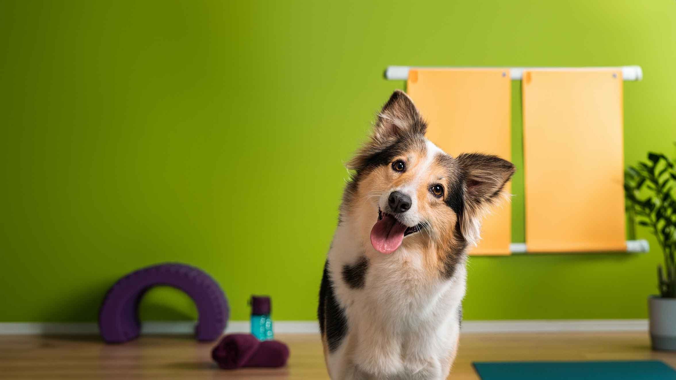 Oldies but Goldies: Dein Online-Fitness-Kurs für Senioren-Hunde