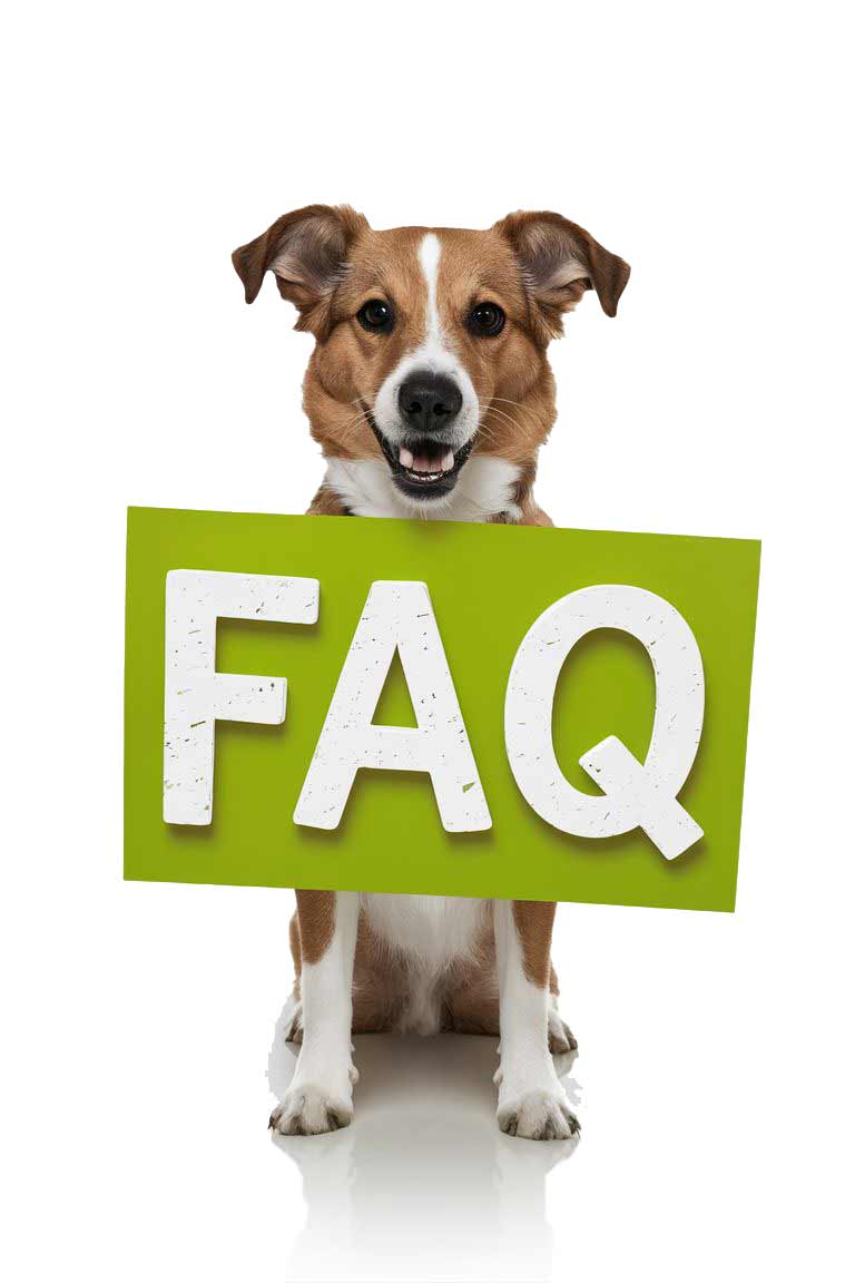 Häufige Fragen (FAQs) zu Hund beschäftigen Ideen