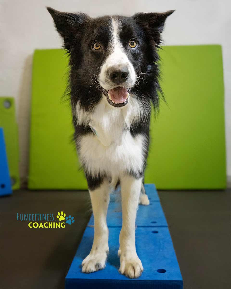 Yuno beim Fitnesstraining Yuno im Fitnesstraining