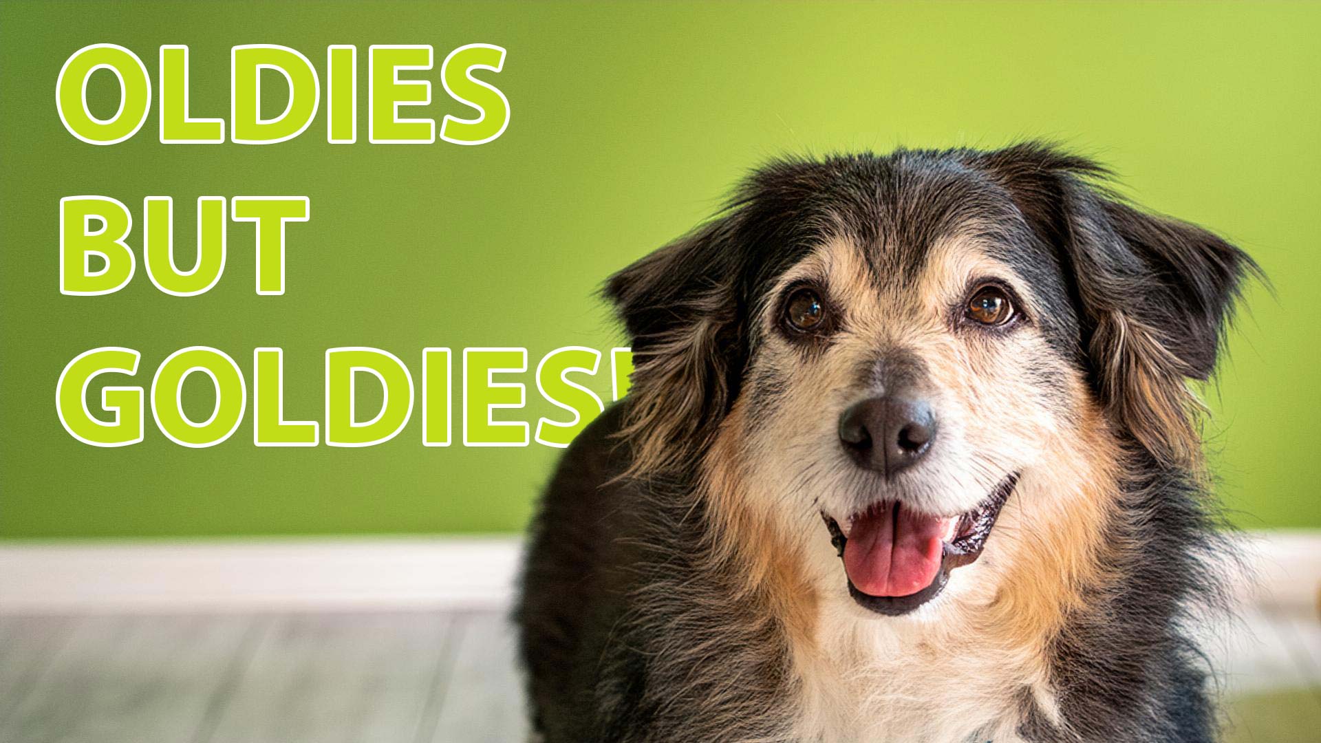 Oldies but Goldies: Dein Online-Fitness-Kurs für Senioren-Hunde