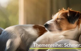 Schmerzmittel bei Hunden