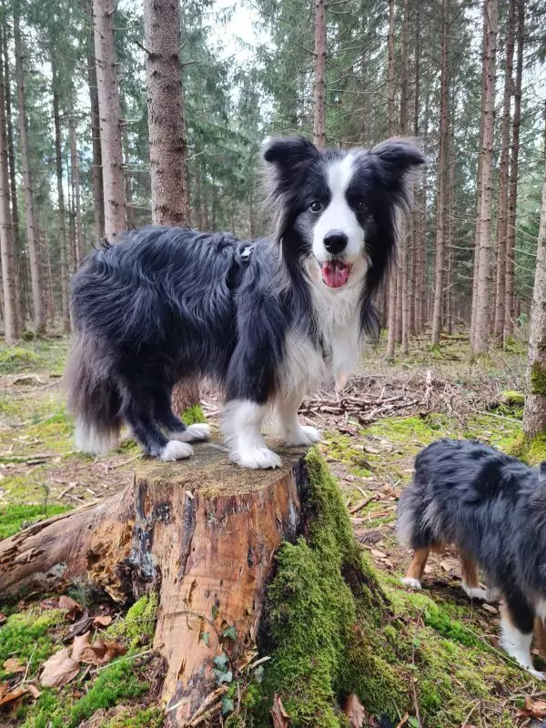 Spondylose beim Hund bedeutet nicht, dass keine Aktivitäten mehr möglich sind.