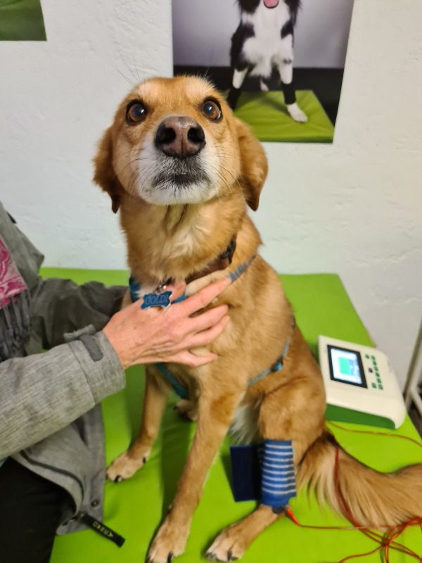 Schon mehrfach habe ich einen Kreuzbandriss beim Hund erfolgreich ohne OP behandelt.