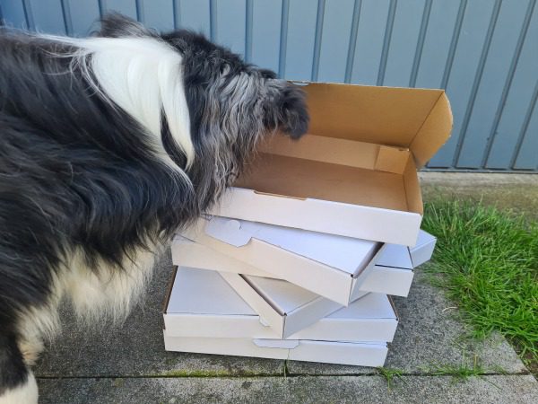 Beschäftigung für kranke Hunde