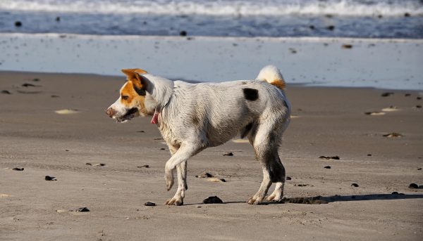 Hund mit Lahmheit Vorderbein