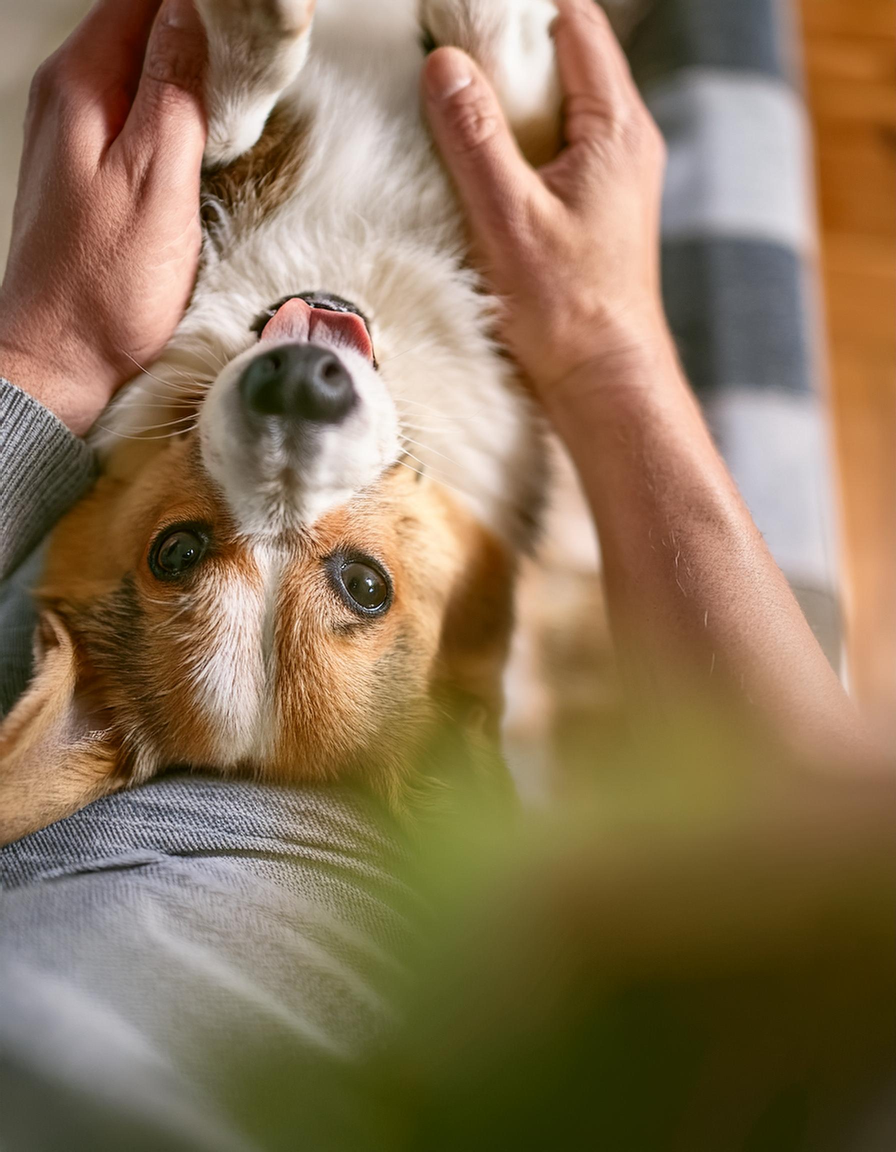 Hund liegt auf dem Rücken Regelmäßige Einheiten können gut in den Alltag als "Ritual" eingebaut werden. Zum Beispiel auch abends auf der Couch.
