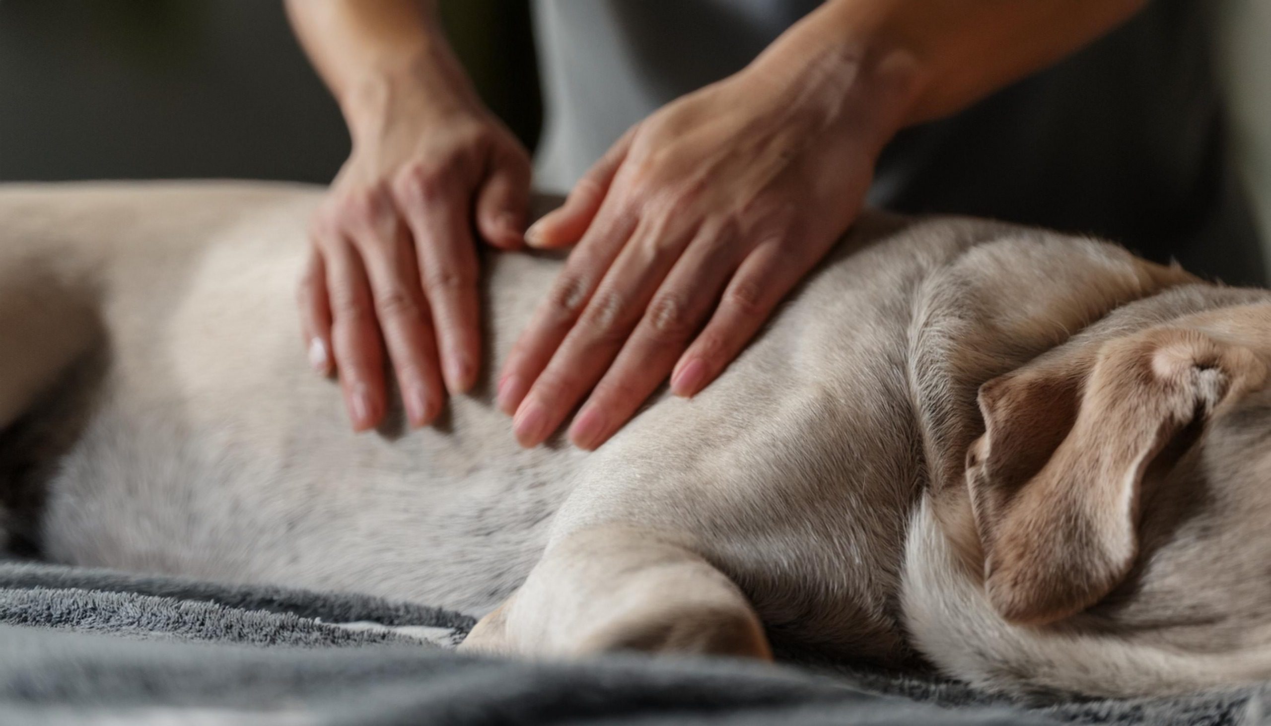 Hund Schmerzen Massage alter Hund