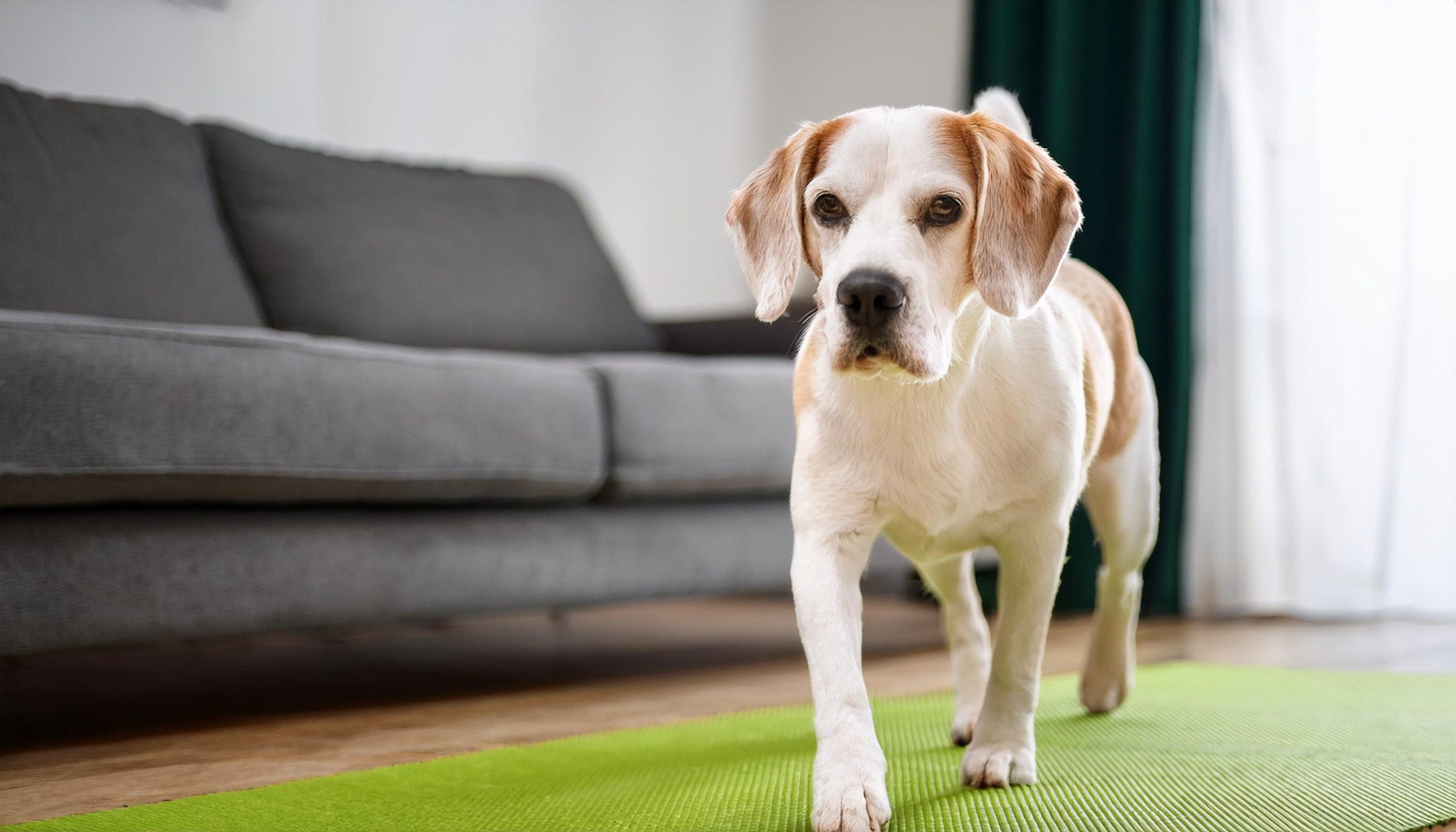 Chiropraktik für Hunde