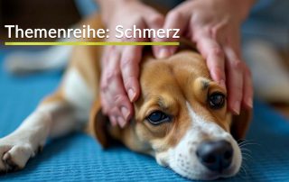 Tipps und Anleitung für Hundemassage zuhause