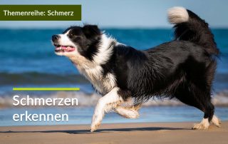 Anzeichen Hund Schmerzen: Auch aktive Hunde können Schmerzen haben
