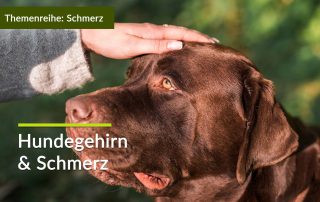 Hunde zeigen Schmerz oft anders als Menschen. Brauner Labrador schaut aufmerksam zu einer Hand, die seinen Kopf streichelt.
