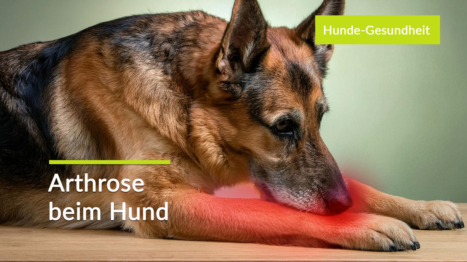Arthrose Hund Was Hilft Wirklich