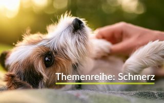 Sanfte Hundemassage: Eine Hand streichelt beruhigend einen kleinen Hund.