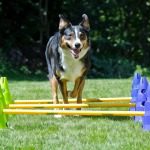 Cavaletti sind eine Übungen mit vielen Vorzügen.