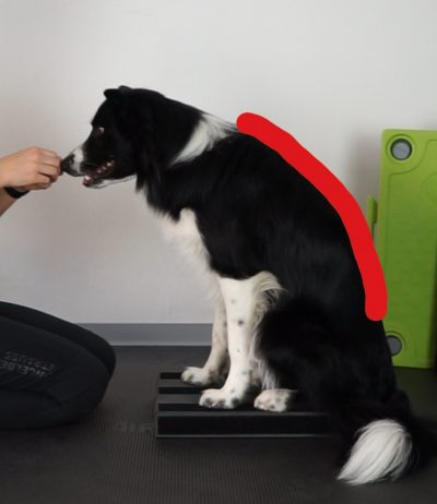 Ein gerades Sitz ist wichtig für die Hundegesundheit