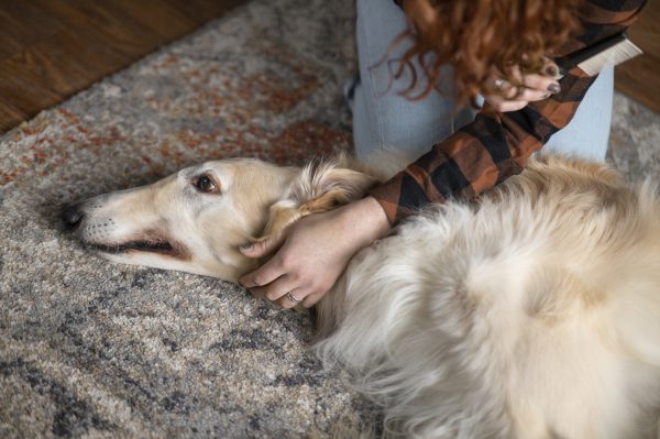 Gibt es ADHS beim Hund? Ähnliches wohl schon.