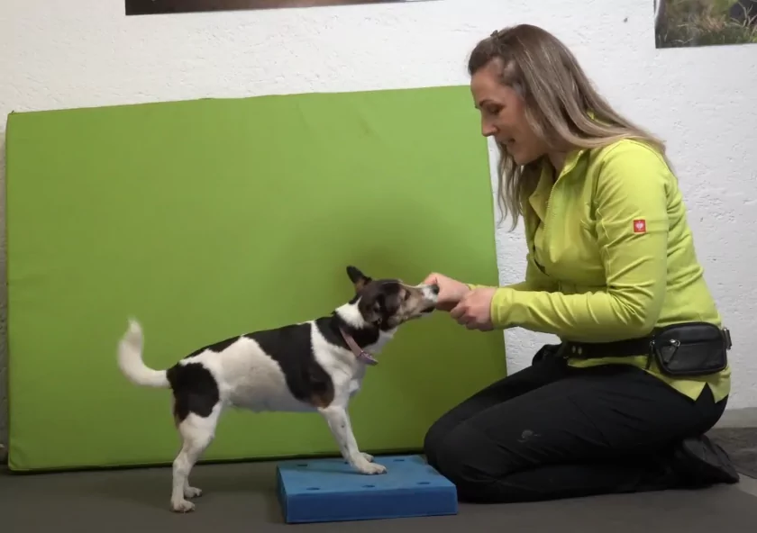 Hundetraining und Fitnessübungen für Hunde